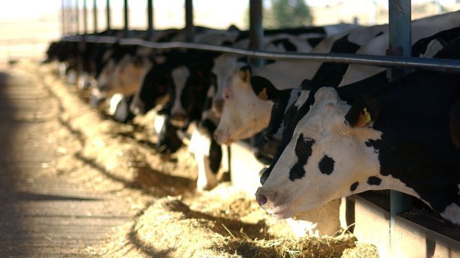 La producción de leche repunta un 10% en Córdoba desde el fin de las cuotas