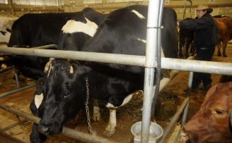 El precio de la leche gallega cae y se sitúa en los 29,7 céntimos