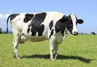 El precio de la leche de vacuno retrocede de nuevo en junio tras un atisbo de recuperación y obliga a abandonar a una treintena de ganaderos