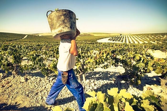 “Desastre” en Extremadura: Se prevén caídas de hasta el 40% en la producción