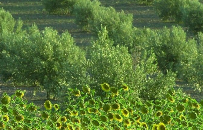 El girasol saca “tajada” del precio del aceite y consigue vender más