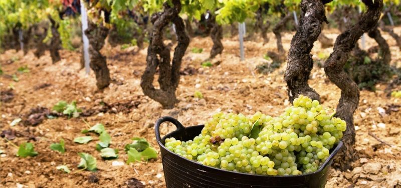 El vino entregado a destilación dejará de incluirse en el cálculo de cuota al OIVE a partir de agosto