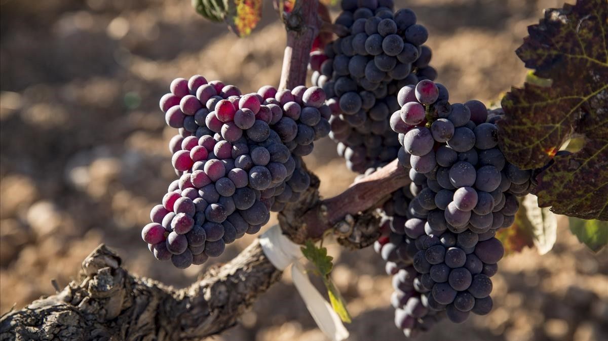 Torres vendimia la variedad recuperada moneu