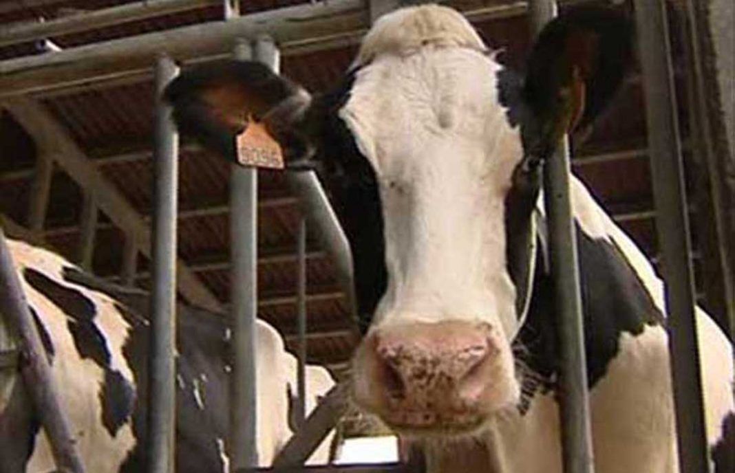 El precio de la leche de vaca crece un 8% interanual, pero a un ritmo cuatro veces menos que en la UE