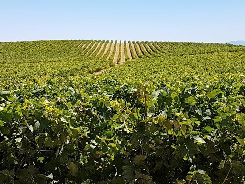 Ebro: camino de agua, tierra de vino