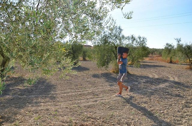 Interaceituna rebaja su previsión de aceituna verdeable en 25.000 toneladas