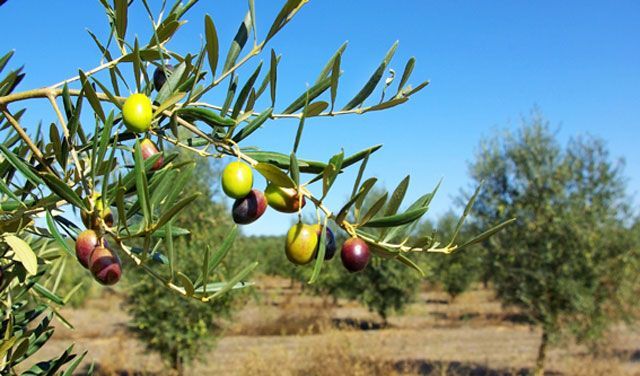 El COI elaborará una guía para prevenir, identificar, frenar y luchar contra la Xylella fastidiosa