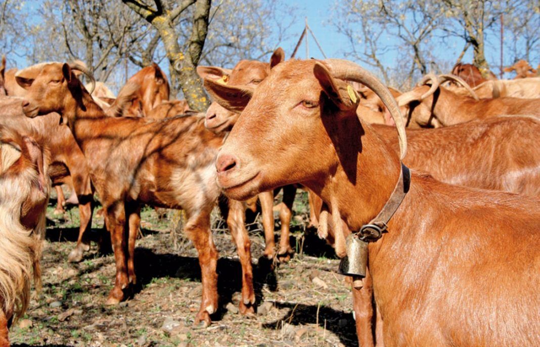 Reclaman una subida del precio de la leche de cabra al inicio de la campaña o habrá movilizaciones