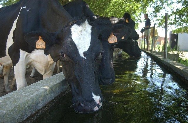 El SLG estudia denunciar ante la CNMC los precios de la leche «artificialmente bajos» en Galicia