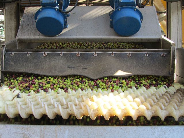 La industria oleícola andaluza recibirá 29 millones de euros
