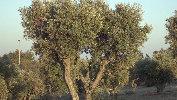 Los secretos genéticos del olivo traerán un aceite aún más saludable