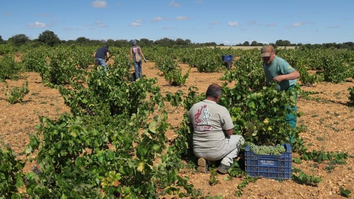 La Denominación de Origen Tierra del Vino de Zamora cierra la vendimia más escasa de los últimos diez años