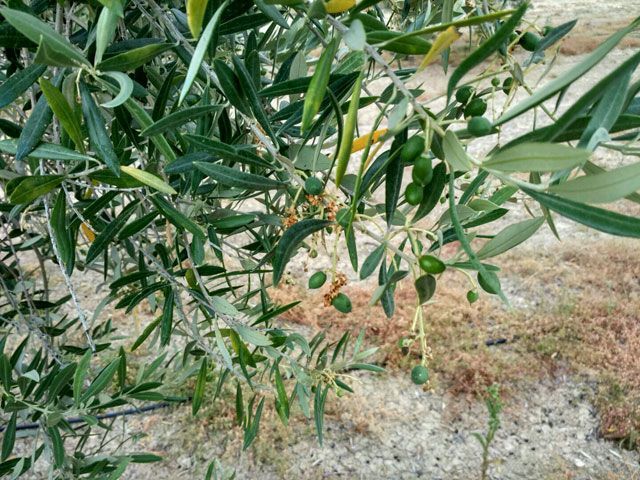 Infaoliva augura un año con precios estables y con buena rentabilidad para los agricultores