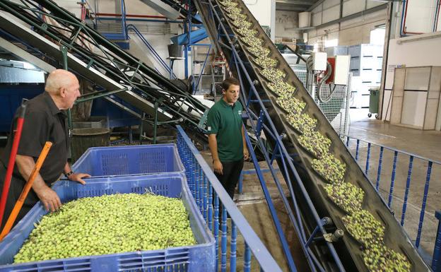 Aceites malagueños de oliva con sello muy particular