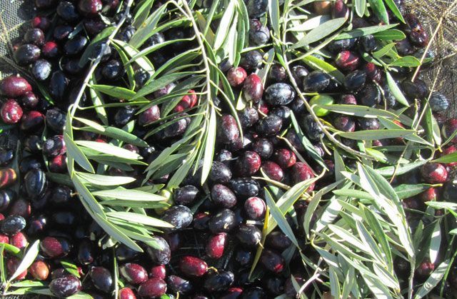 La producción mundial de aceite de oliva cae un 20% en 2016/2017