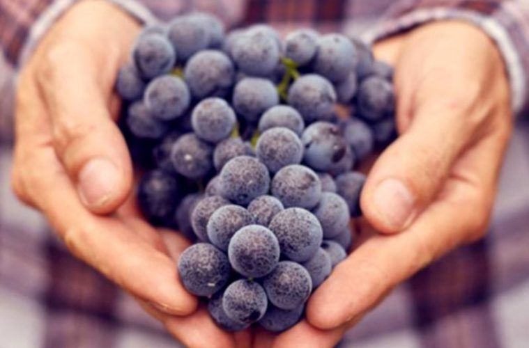 Cosecha Rioja 2017: escasa y de gran calidad