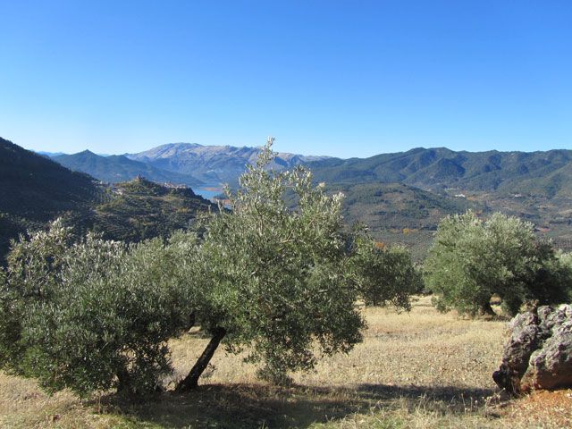La producción mundial de aceite de oliva superará los 2,7 millones de toneladas