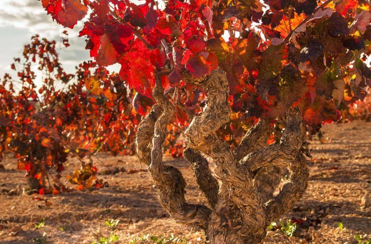 ‘El vino en Iberia’, candidatura española a Patrimonio Mundial