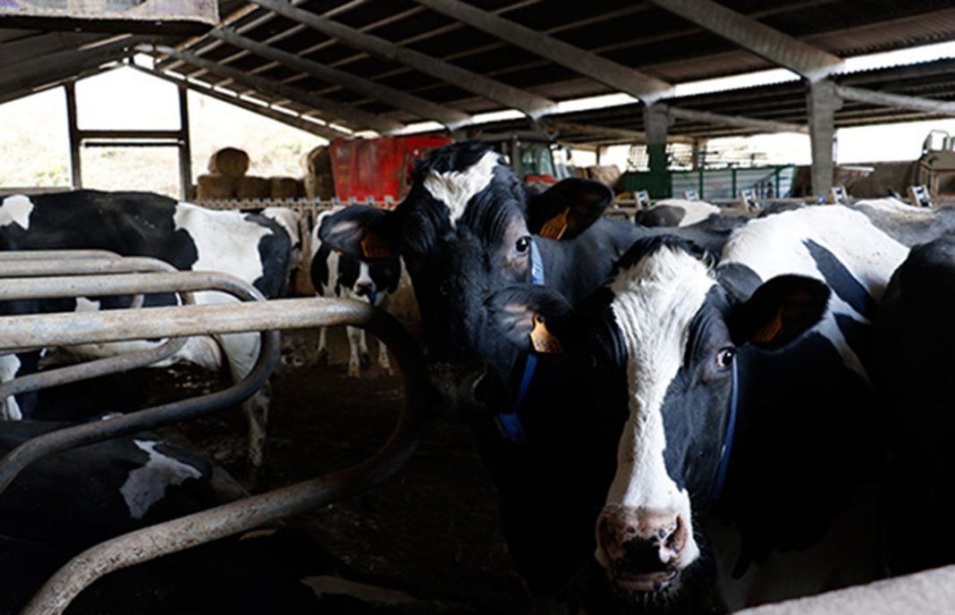 La recuperación de los precios de la leche de vaca, mucho más lenta que en el resto de la UE