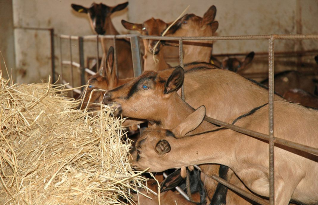 La amenaza de una paralización de la recogida de la leche de cabra incrementa la incertidumbre en el sector