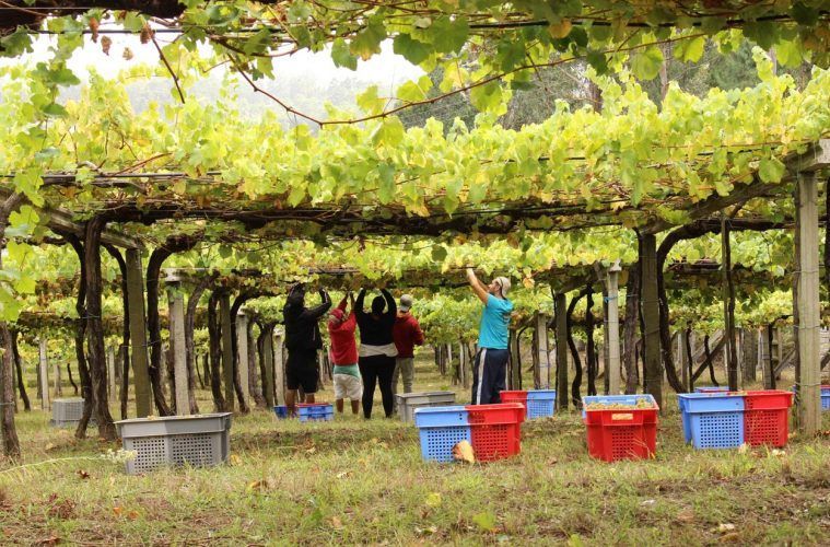 Finaliza la vendimia en Rías Baixas, una de las mayores de su historia