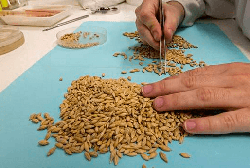 Intermalta invierte 11,5 millones en ampliar su maltería de Albacete