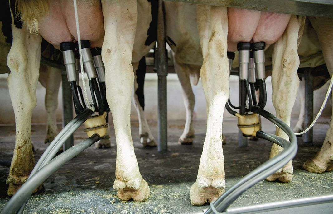 El inesperado aumento de dos céntimos en el precio de la leche no evita seguir a la cola de Europa