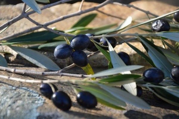 El sector productor pide “pasar a la acción” contra los aranceles USA a la aceituna negra española