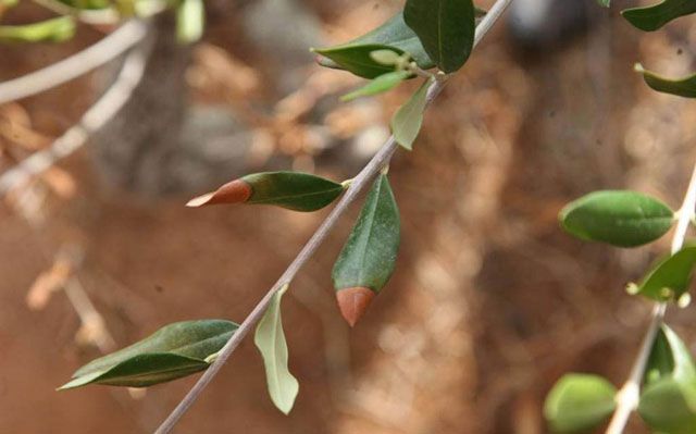 El aceite de oliva lidera las exportaciones andaluzas