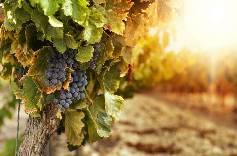El precio medio del viñedo, 15.295 euros por hectárea