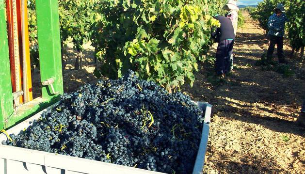 El sector del vino, «preocupado» por las consecuencias de la sequía en la producción