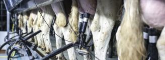 Así está la leche en Asturias: el mejor precio del país pero perdiendo ganaderías