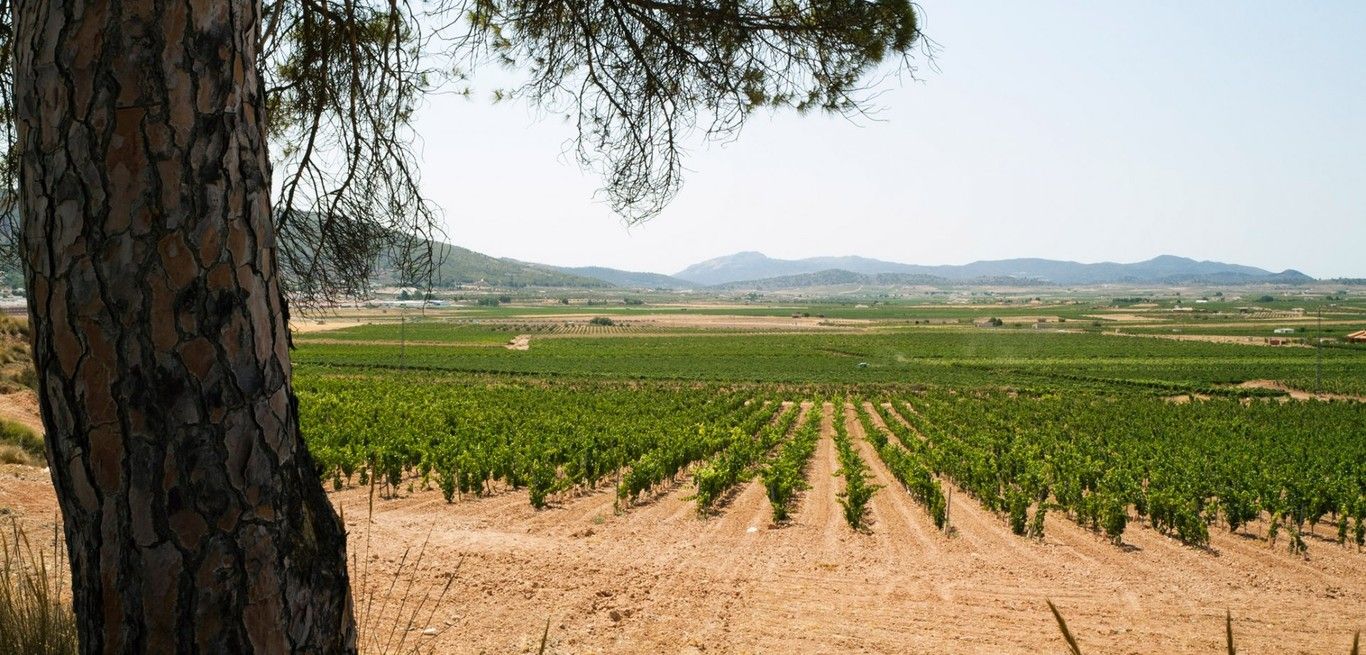 El mejor vino relación calidad-precio del mundo es de Alicante: Artadi El Sequé