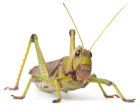 España abre la veda a los insectos como aperitivo