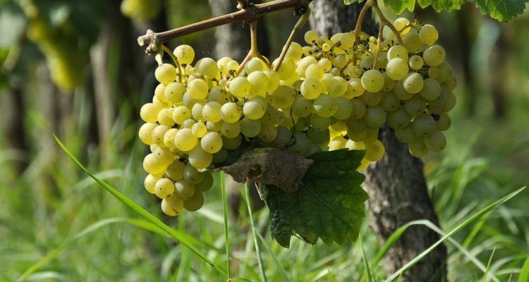 Extremadura pide in extremis una reunión con el Ministerio antes de la decisión final sobre el cava