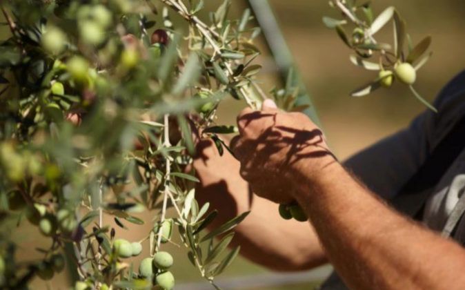 Cooperalia y Unica Fresh crean un gigante olícola con vocación internacional