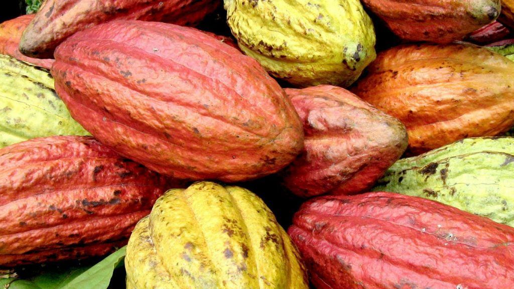 El chocolate podría desaparecer en 3 décadas por el cambio climático