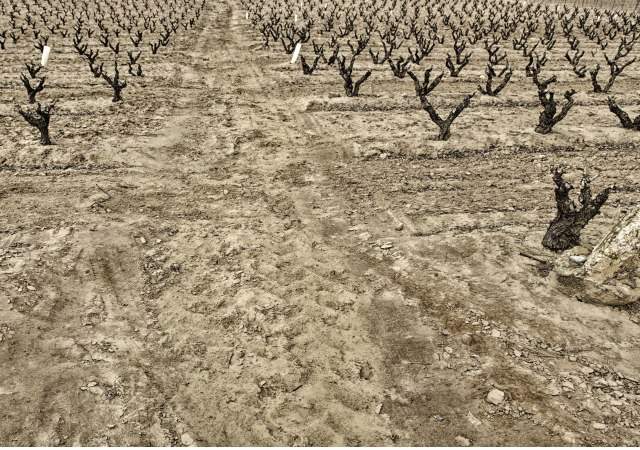 Adiós a las uvas Pinot Noir, Chardonnay o Cabernet: el vino ante el cambio climático.