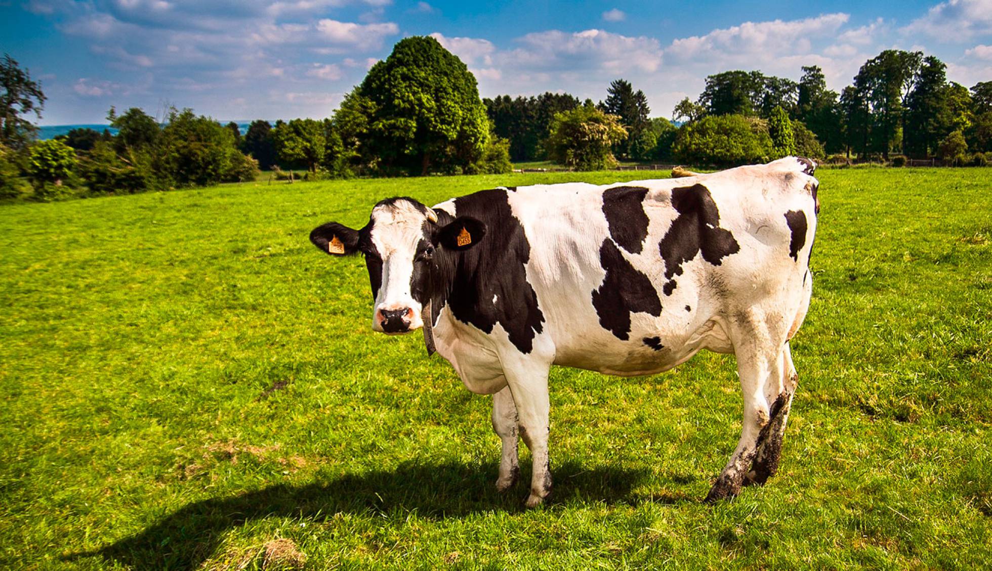 «Connected Cow» de Huawei, así funciona el internet de las vacas