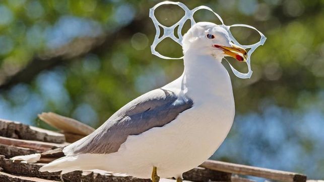 Los anillos biodegradables para los paquetes de cerveza ya son una realidad