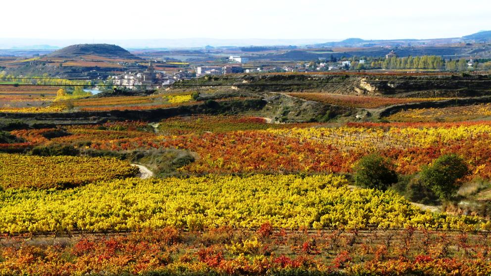 Preocupación en la tierra vasca del vino porque el AVE atraviese la Rioja Alavesa