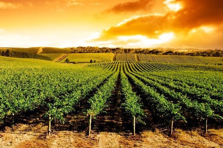 4.950 hectáreas para nuevas plantaciones de viñedo en 2018