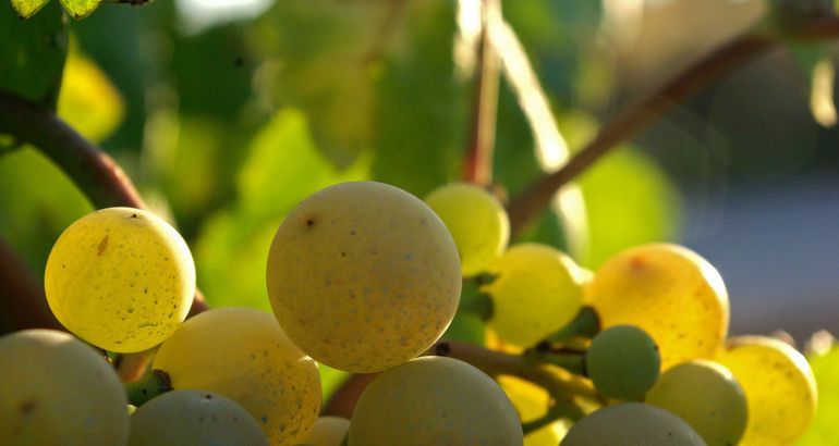 Cava extremeño alcanza los 6 millones botellas vendidas por su calidad