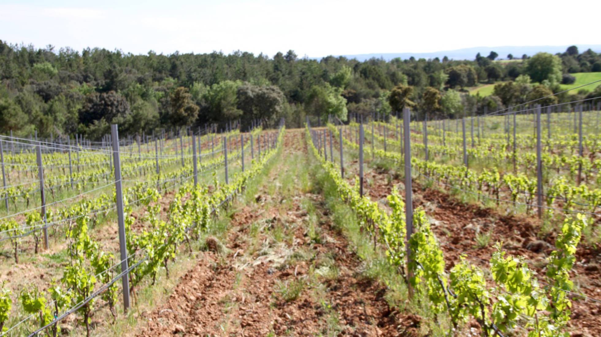 Matasnos, un vino de bosque en altura
