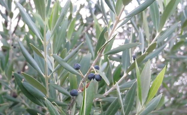El aceite de acebuchina, el otro ‘oro líquido’ de Málaga