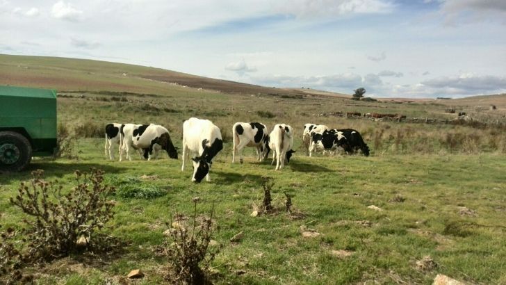 Cantabria y Galicia lideran la subida de la leche en España con un ascenso en 2017 del 8,50%