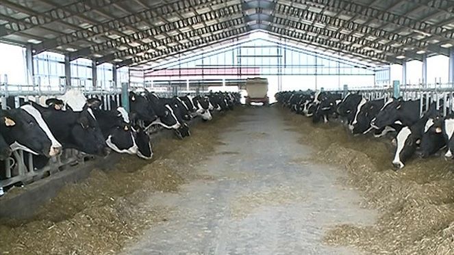 El litro de leche de vaca cierra el año a 0,338 euros, el mayor precio desde el fin de las cuotas en abril de 2015