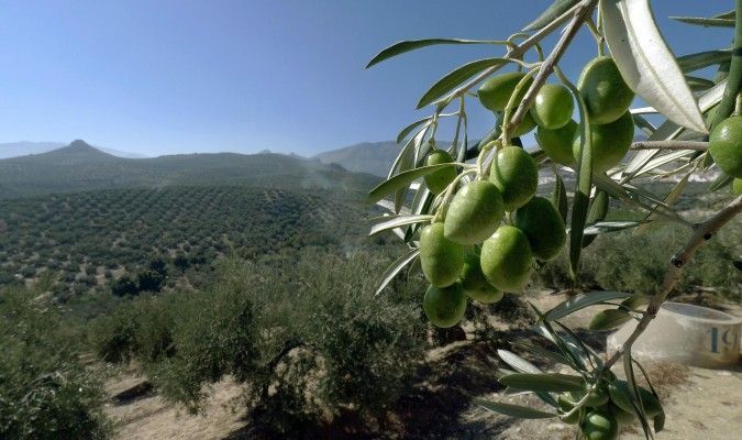 Nace Olivacoin, la criptomoneda andaluza vinculada al aceite