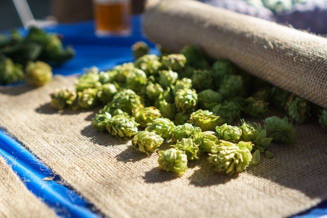 Lúpulo: el ingrediente detrás del amargor y el aroma de la cerveza