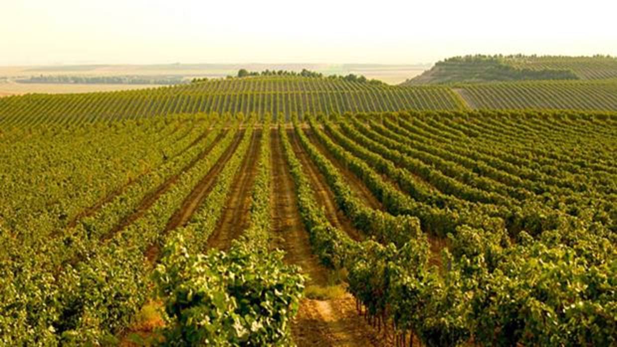 Aragón, a por los 140 millones de litros de vino